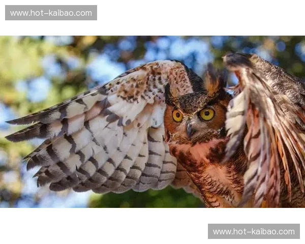 喵星大战：猫咪与老鹰的史诗对决，谁才是真正的天空霸主？